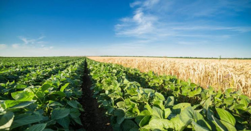 Organik tarım nedir?