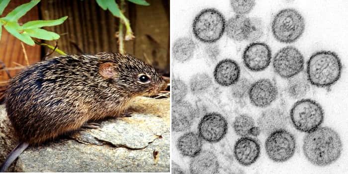 hantavirus-nedir-